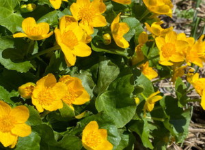 Cvet koji raste kao korov i cveta od juna do novembra: Ako želite da budete zdravi, ovo morate imati u dvorištu!