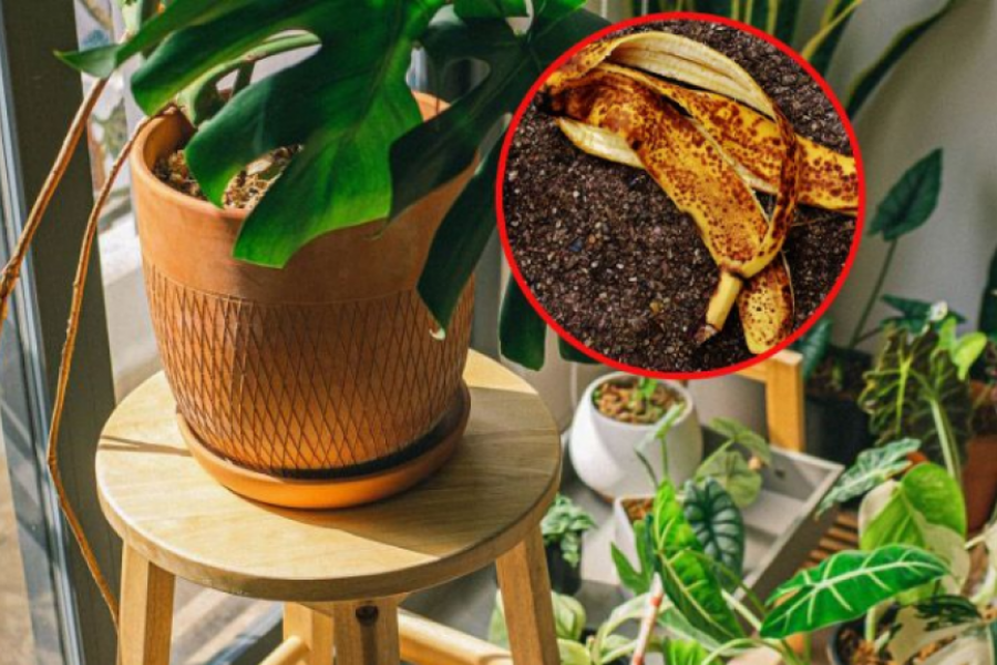 Oživite kućno cveće pomoću KORE od banane: Njena primena je VIŠESTRUKA, oporavljene biljke će biti kao iz BAŠTE