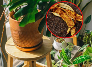 Oživite kućno cveće pomoću KORE od banane: Njena primena je VIŠESTRUKA, oporavljene biljke će biti kao iz BAŠTE