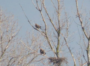 NOVO OTKRIĆE: Pronađeni novi gnezdeći par orla krstaša u Srbiji