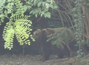 POGLEDAO ME I KRENUO KA MENI...Sinana napao medved, opisao svoju borbu za život! (FOTO)
