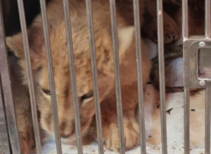 Evo kako danas izgleda lav Nikola iz Budve (FOTO)