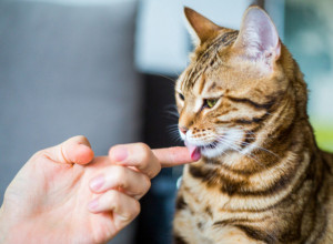 Postoje verovanja da MAČKE donose sreću: Njihovi BRKOVI su od izuzetne važnosti jer se smatra se da sprečavaju NESREĆU