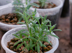 Biljka koju su OBOŽAVALE naše bake: U narodu je zovu "MAJKA ETERIČNIH ULJA", Rimljani su je koristili za ČIŠĆENJE pluća