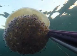 KAO DA SU ISPOD VODE DUHOVI: Neviđena najezda džinovskih meduza u Hrvatskoj