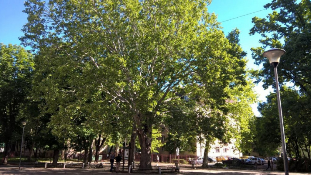 Drvo koje raste u SRBIJI travari smatraju NAJLEKOVITIJIM: Cvet ove biljke umiruje želudac, leči pluća i ubija sve viruse