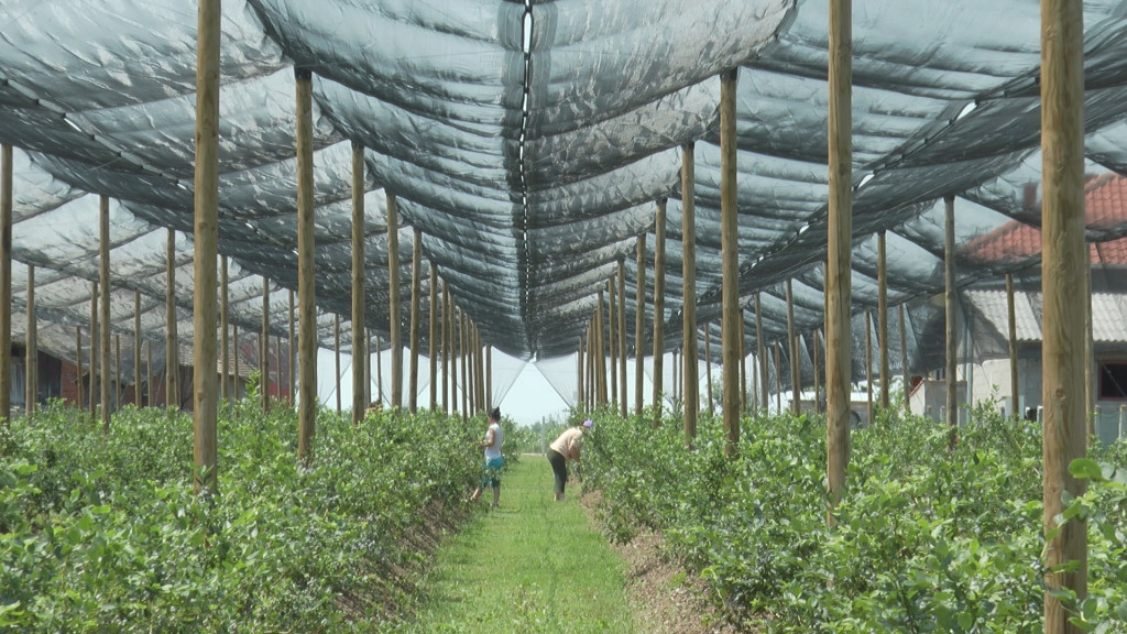 Zasadio milione: Dejan pokrenuo unosan biznis, zainteresovan i Istok i Zapad