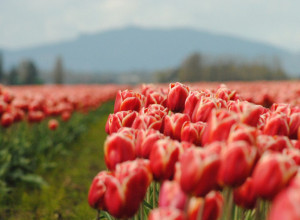 Da vam LALE bude sveže deset DANA: Uz ove SAVETE neće UVENUTI i trajaće mnogo duže nego inače