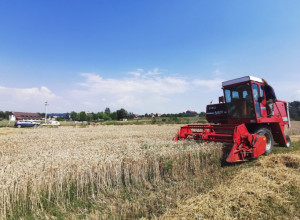 ŽUTA RĐA STIGLA U HRVATSKU: Retka bolest pšenice širi se NEVIĐENOM BRZINOM i uništava useve