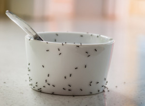 Šta kada vam kuću okupiraju mravi? Jedno sredstvo vam nikada ne bi palo na pamet, probali smo i beže kao ludi!