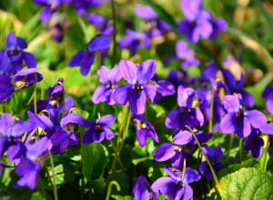 DREVNA NARODNA VEROVANJA O PROLEĆU: Evo zašto bi trebalo da POJEDETE prvu ljubičicu ove godine!