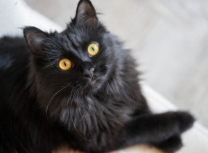 Zbog čega NE smete da gledate mačku u OČI: Staro verovanje kaže da se u njihovom POGLEDU krije istina