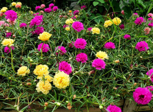 Nekoliko NAMIRNICA u kući su i odlično ĐUBRIVO za cveće: Vrednije su od zlata, a biljke će STALNO bujati