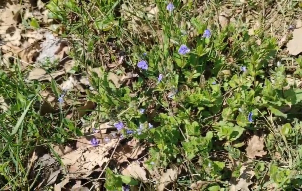 Biljka koja raste SVUDA oko nas je pravo blago: Čisti KRV i jetru, sprečava znojenje i pomaže kod REUME