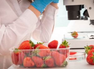 Kako prepoznati GMO jagode? Uz ovaj TRIK ćete moći da PROVERITE da li su DOMAĆE ili tretirane PESTICIDIMA