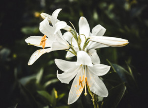 Ovo cveće sadi se u aprilu : Ako želite da se dobro "primi", evo šta morate obavezno da uradite