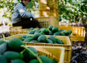 Ovo voće zovu "ZELENO ZLATO": Usporava starenje MOZGA, snižava HOLESTEROL i topi salo, idealna je hrana za žene u MENOPAUZI!