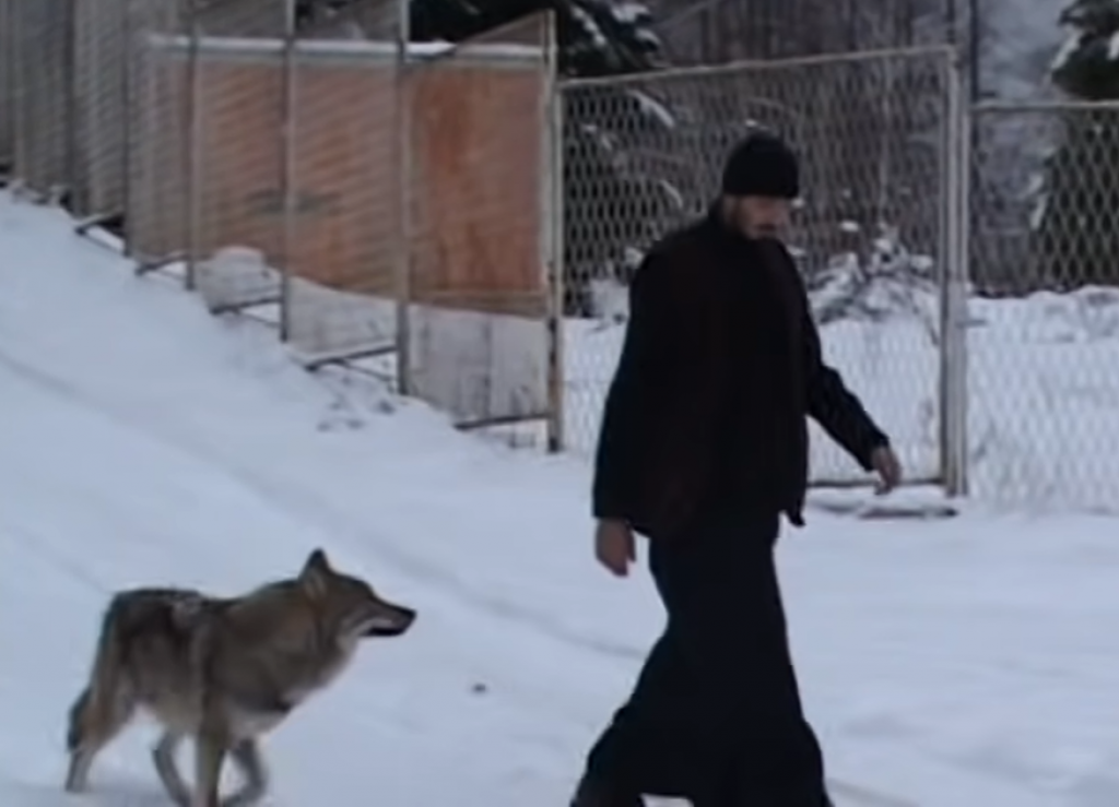 Kako je MONAH iz manastira KOVILJ pripitomio VUKA: "Alfa i ja svakog dana šetamo šumom, potpuno sami"