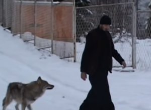 Kako je MONAH iz manastira KOVILJ pripitomio VUKA: "Alfa i ja svakog dana šetamo šumom, potpuno sami"