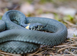 NAJOTROVNIJA ZMIJA EVROPE VIĐENA KOD HRVATA Stručnjaci imaju samo jedan savet kada je vide