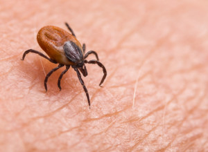 Opasni krpelji napadaju: Ovo morate da znate o TBE VIRUSU, bolesti koja može oštetiti naš mozak!
