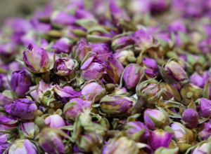 Ova BILJKA je prirodan ASPIRIN: Ublažava MIGRENE, čisti telo od nakupljenih TOKSINA i sprečava razne bolesti i teške INFEKCIJE