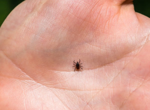 Opasna bolesti koju najčešće prenose KRPELJI: Lekari otkrivaju SIMPTOM koji može ukazivati na to da smo zaraženi!