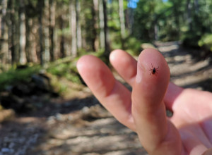 Budite oprezni sa krpeljima: Evo kako ga pravilno izvući iz kože i kako se zaštititi