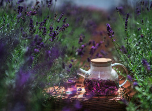 Nema boljeg NAPITKA za čišćenje PLUĆA i alergije: Evo kako se sprema ČAJ od ljubičice, iznenadićete se koliko je BLAGOTVORAN!