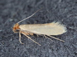 Imate li ovih dana problem sa moljcima? Ovako ćete ih najlakše oterati