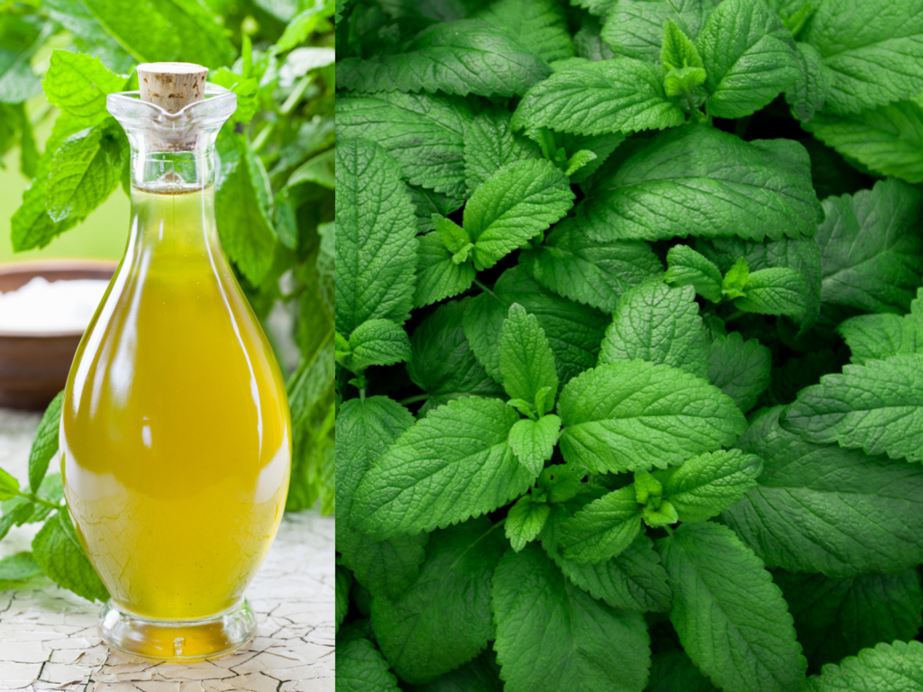 Ova BILJKA tera sve insekte: Uzivajte u LETNJIM danima bez dosadnih MUVA i komaraca