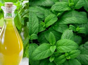 Ova BILJKA tera sve insekte: Uzivajte u LETNJIM danima bez dosadnih MUVA i komaraca