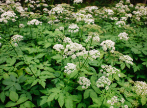 Za ovu BILJKU sa Rtnja se smatra da ima čudotvorne MOĆI: Donosi SREĆU, NOVAC i MIR među ukućanima