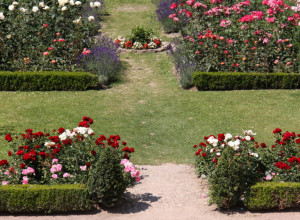 Više ne morate koristiti pesticide: Posle tretmana sa sodom bikarbonom, cveće će bujati i cvetati kao nikad pre