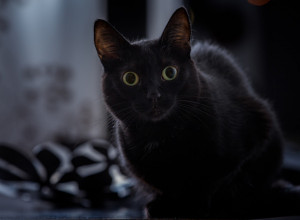 Ovo radimo SVAKI DAN, i ne znamo da je deo TEŠKOG SUJEVERJA: Na Bliskom Istoku su čak i dečju igračku ZABRANILI zbog ovog verovanja