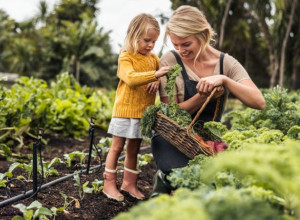 Najzdravije POVRĆE na svetu raste u SRPSKIM baštama: Prepun je MINERALA, izvor KALCIJUMA i vitamina K, a prevencija kod MASNOĆE i HOLESTEROLA