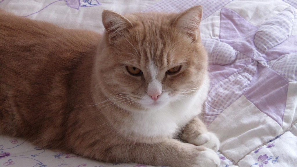 Narodno verovanje za koje malo ko zna! Ako mačka uradi ovo blizu vas, ubrzo ćete se "ubiti" od para!