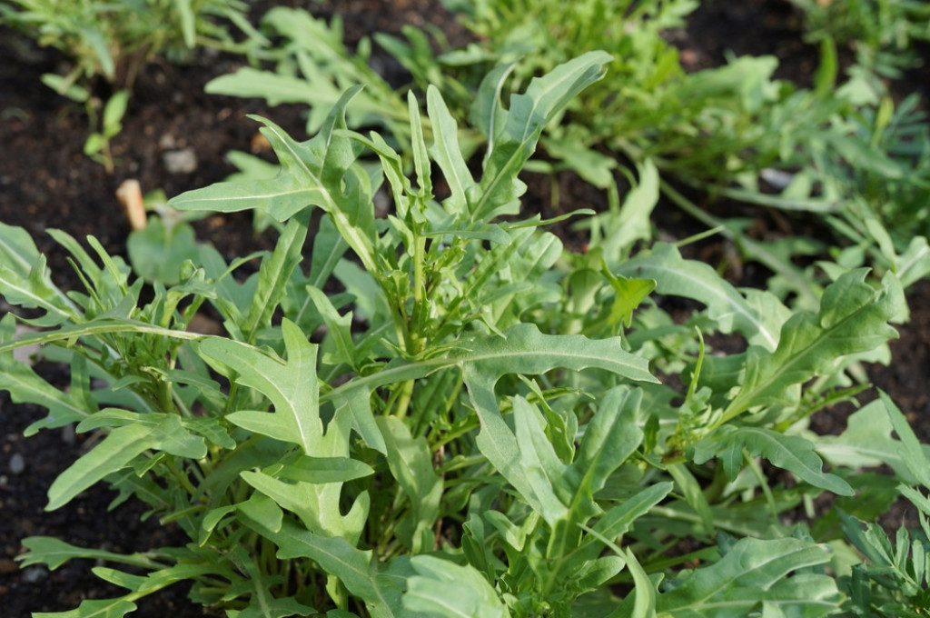 Najzdravija salata na planeti slična je MASLAČKU: Puna je MINERALA i VITAMINA, smanjuje rizik od TEŠKIH bolesti