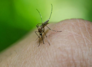 Komarci najviše napadaju ljude sa ovom krvnom grupom: Još ako pijete ovo piće, ima da vas urnišu