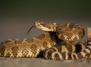 Sanjali ste ZMIJU: Ako ste je OVAKO videli, stara verovanja kažu da to NIJE DOBAR znak!