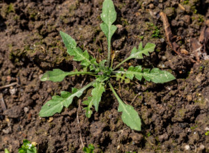 Najmoćnija BILJKA za sve žene, a svi je smatraju KOROVOM: Pomaže kod krvarenja, bolesti JETRE, reume, a i reguliše PRITISAK