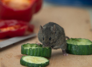 Zauvek oterajte ŠTETOČINE iz dvorišta: Ove 4 biljke MIŠEVI ne podnose, idealno je da ih držite BLIZU kuće