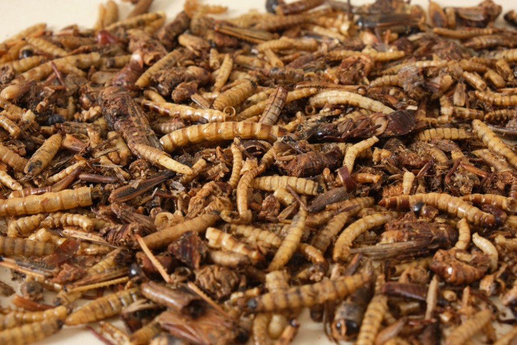 Ove STVARI privlače glodare i INSEKTE u vaš dom: Ako ih DRŽITE, izbacite ih MOMENTALNO!