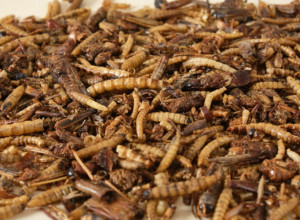 Ove STVARI privlače glodare i INSEKTE u vaš dom: Ako ih DRŽITE, izbacite ih MOMENTALNO!