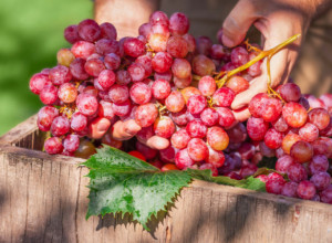 Žene se bukvalno ISTOPE zahvaljujući ovoj DIJETI: Ako niste dotereli liniju ne očajavajte, ISHRANA bazirana na grožđu je sve što vam sada TREBA