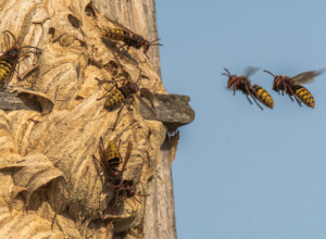 Ubod STRŠLJENA može da bude FATALAN: Ako se ugriz desi, obavezno odradite ovaj POSTUPAK jer može da vam spase ŽIVOT