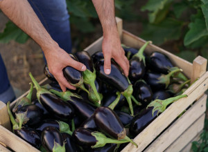 Dobar za dijabetičare, SAVRŠEN za dijetu: Ko ga jede jednom nedeljno PAMETNIJI je