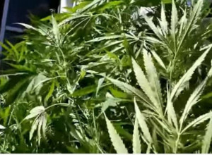 POLICIJA NA VRMCU PRONAŠLA PLANTAŽE MARIHUANE: Među uhapšenima i državljanin Albanije