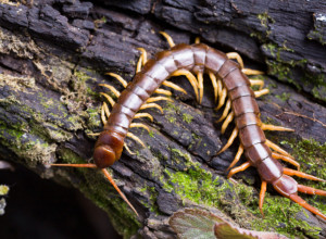 Ako vidite STONOGU u kući, ni slučajno je NE UBIJAJTE: Napravićete VELIKU ŠTETŠU vašem domaćinstvu, evo koji je razlog