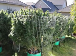 OTKRIVENA PLANTAŽA MARIHUANE U PLJEVLJIMA: Uhapšen državljanin Slovenije